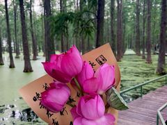 -渌洋湖湿地公园