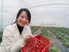 -喜杨洋草莓采摘园