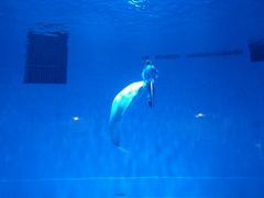 -芜湖新华联大白鲸海洋公园