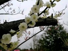 -香雪海