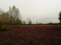 -嘉荫恐龙国家地质公园