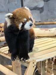 -Zoolung Zoolung动物主题公园(海信广场店)