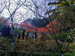 -重庆彩云湖湿地公园
