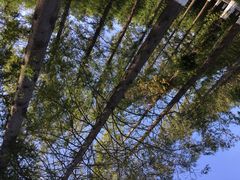 -黄海国家森林公园