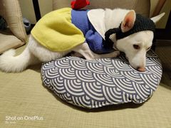 -逗柴咖啡屋·狗咖猫咖宠物桌游