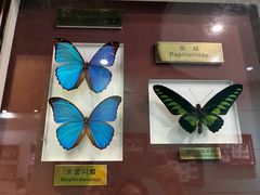 -上海昆虫博物馆