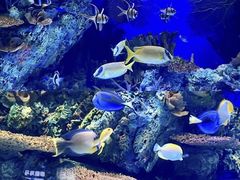 -上海海洋水族馆