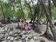 -宝安西湾红树林湿地公园