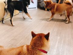 -柴犬高等学院·狗咖·柴犬售卖·宠物训练