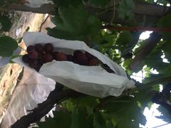 马陆小张葡萄园-马陆小张葡萄园农家乐