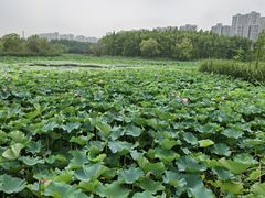 -昆山城市生态森林公园