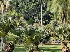 -中国科学院西双版纳热带植物园