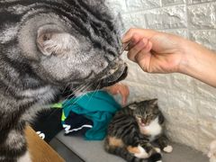 -平行世界·猫咖(首经贸店)