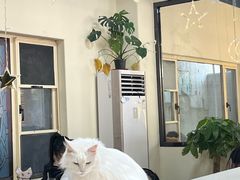 -猫小院猫主题餐厅(南锣旗舰店)