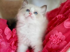 -Bastet sally猫舍购宠(静安店)