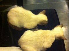 iphone_upload_pic-吱咖啡西式简餐