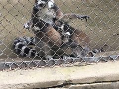 -哈尔滨北方森林动物园