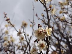 -水前寺成趣园