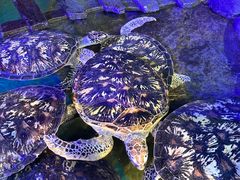 -太奥幻太奇海洋馆
