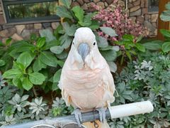 -南宫五洲植物乐园