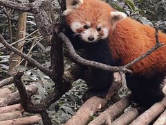 -都江堰中华大熊猫苑