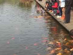 -成都大熊猫繁育研究基地