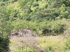 -火炉山森林公园