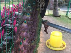 -西双版纳融创皇冠假日度假酒店