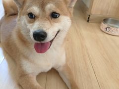 -柴の食堂·日式家庭料理·熊之肆(大学路店)