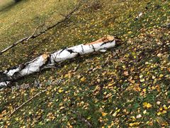 -乌兰布统景区-白桦林