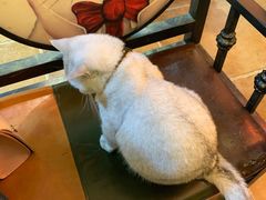 -李小姐の猫咖啡馆(五角场店)