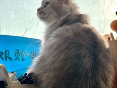 -平行世界·猫咖(首经贸店)