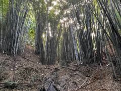 -黄埔油麻山森林公园