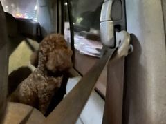 -博特宠物医院24h犬猫全科.骨科·异宠