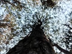 -铁山坪森林公园