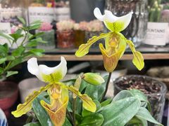 -双季花艺园艺市场(浦东店)