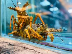 -海逸海鲜酒家(古北店)