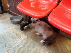 -猫咪博物馆(顶澳仔猫街店)