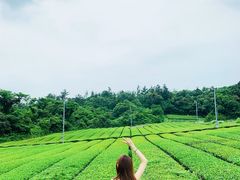 -雪绿茶博物馆