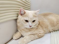-COLOR PETS 撸猫馆·购猫·猫咖(长风大悦城店)