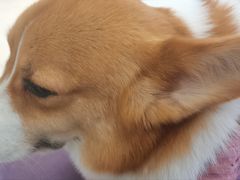 -怪兽屋·羊驼·猫咖·狗咖(俊华广场店)