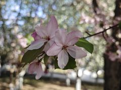 -海棠花溪(元大都城垣遗址公园)