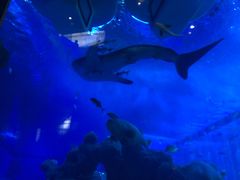 -成都浩海立方海洋公园