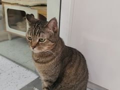 -喵园·猫主题咖啡厅·撸猫·猫咖(国贸店)