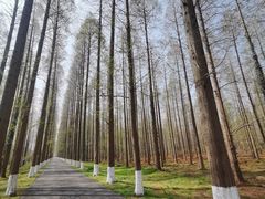 -黄海国家森林公园