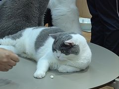 -MOCHA明星猫咖(田子坊店)