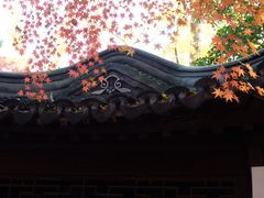 -秋霞圃