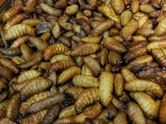 -昆虫窝子·特色云南菜(拓东路总店)