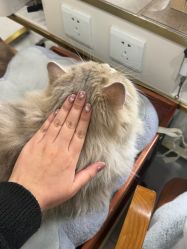 -柚子•猫美睫美甲