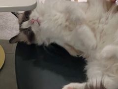 -飞行喵MR PILOT|猫舍·猫咖(静安大融城店)